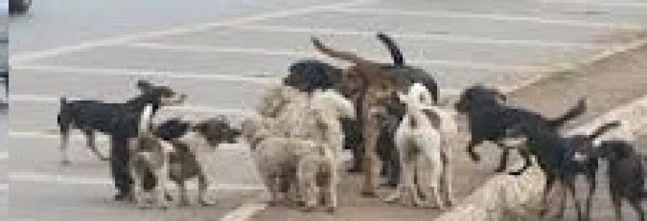 Câmara aprova prisão para quem matar cães e gatos. Preconceito contra ratos e pássaros?
