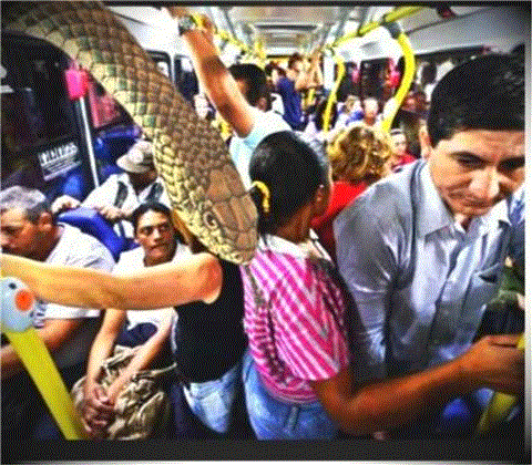 Deputados começam a resolver os problemas do RIO  – Cachorros, gatos,  tarântulas e cobras podem ganhar direito a viajar de ÔNIBUS, TRÊM  e METRÔ na cidade “maravilhosa”