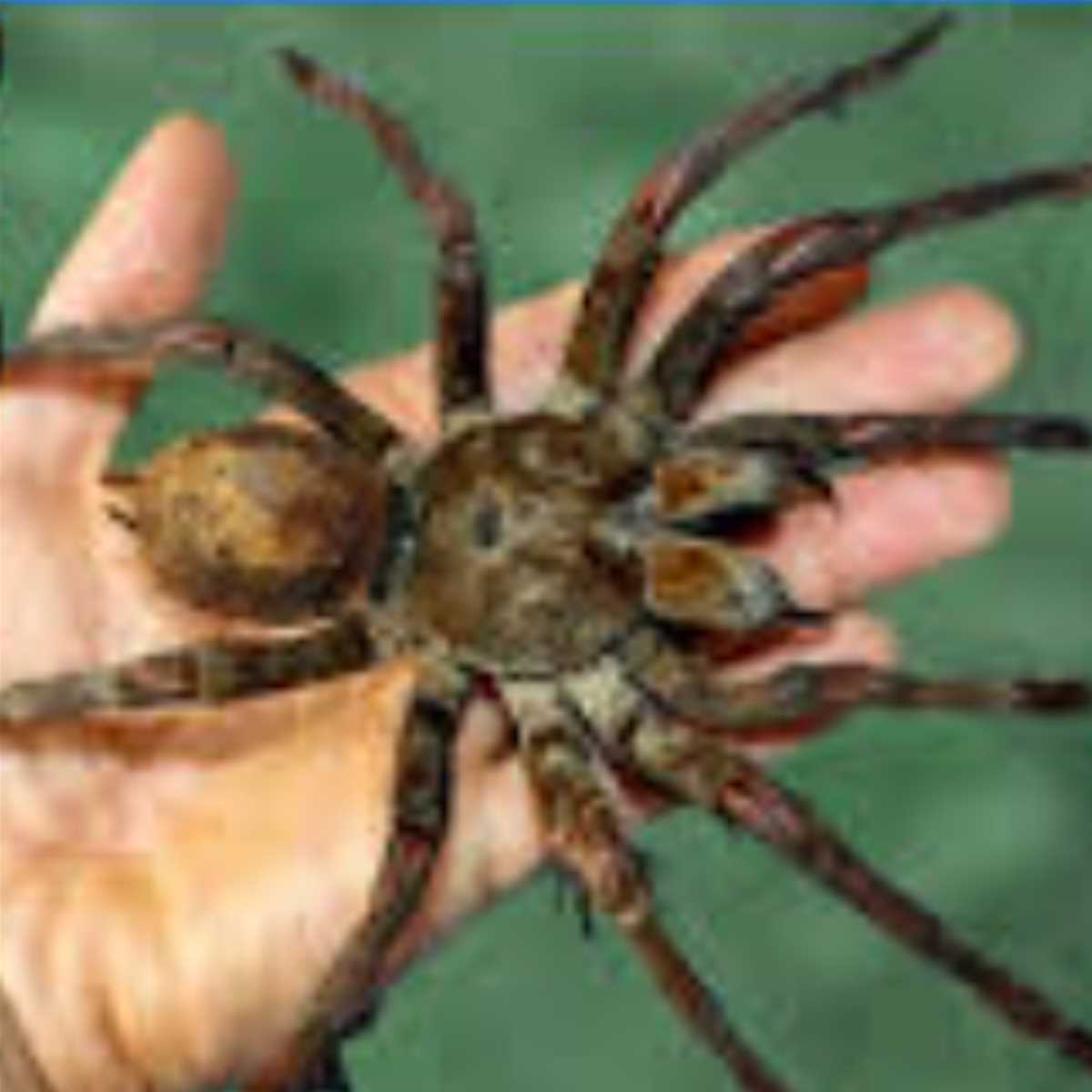 Resposta Imediata –  O que fazer em caso de PICADA DE ARANHA