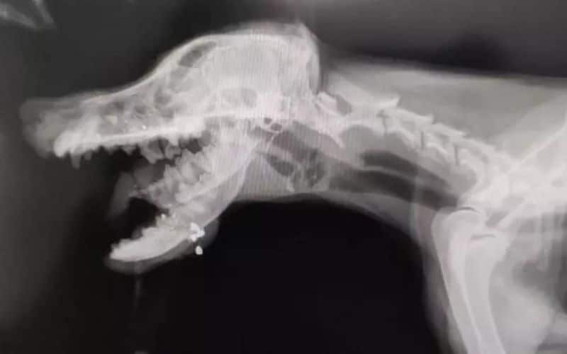 Militar do Exército é preso após matar cachorra com 2 tiros em Minas Gerais; homem alega roubo de frangos