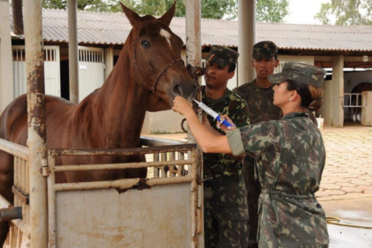 Processo Seletivo para Temporários do Exército: vagas abertas para VETERINÁRIOS! Confira como se candidatar para essa oportunidade