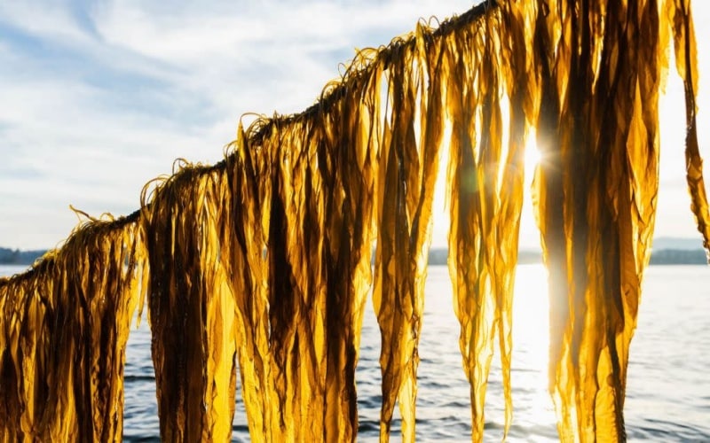 Engenheiros revolucionam energia sustentável ao transformar algas marinhas em biocombustível para automóveis, reduzindo 14 milhões de toneladas de CO2 e alcançando metas de carbono zero