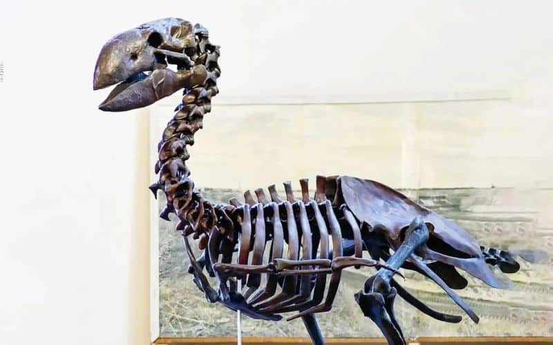 Erro histórico: cientistas redescobrem crânio de 45 milhões de anos de ave gigante que foi classificada como crocodilo