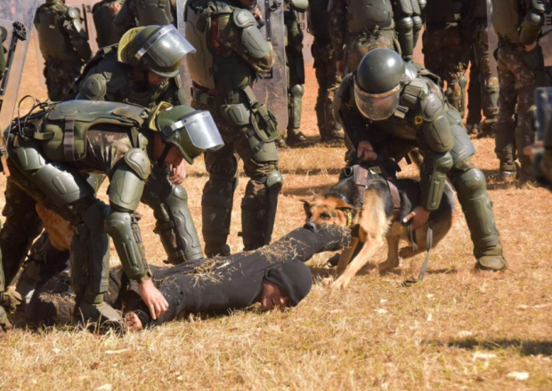 Serviço intenso, descanso merecido: a realidade dos cães policiais aposentados.