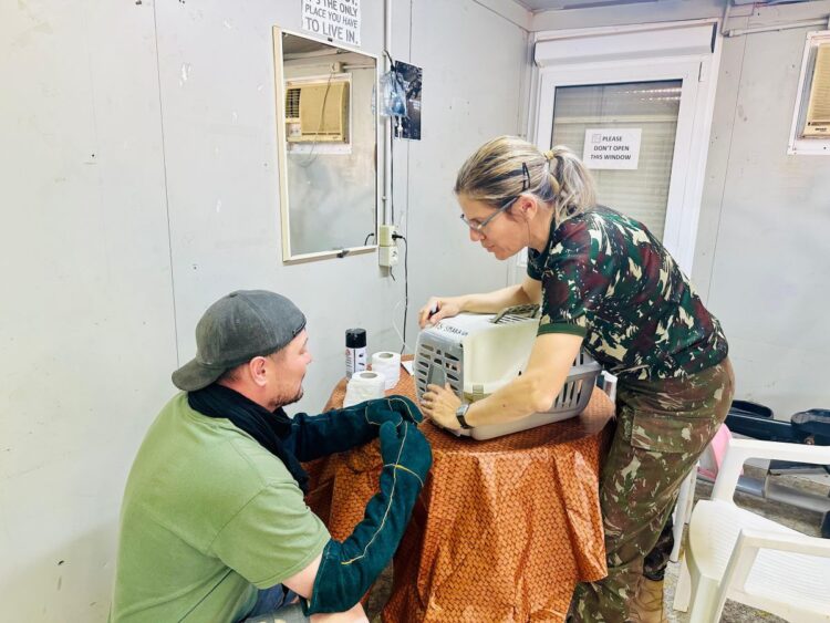 Veterinária brasileira cria solução inovadora em missão da ONU no Saara – Mas há quem critique.