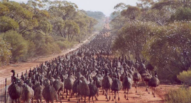 A incrível Guerra aos Emus: quando a Austrália lutou contra aves... e perdeu!