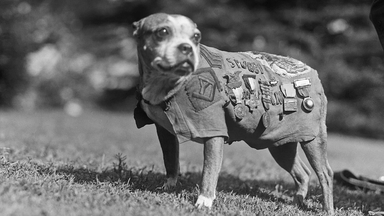 Dezoito meses nas trincheiras da França, quatro ofensivas e 17 batalhas depois, Stubby, o vira-lata que entrou de penetra num navio de tropas, pegou um espião alemão desenhando as trincheiras aliadas e virou o primeiro cão sargento dos Estados Unidos