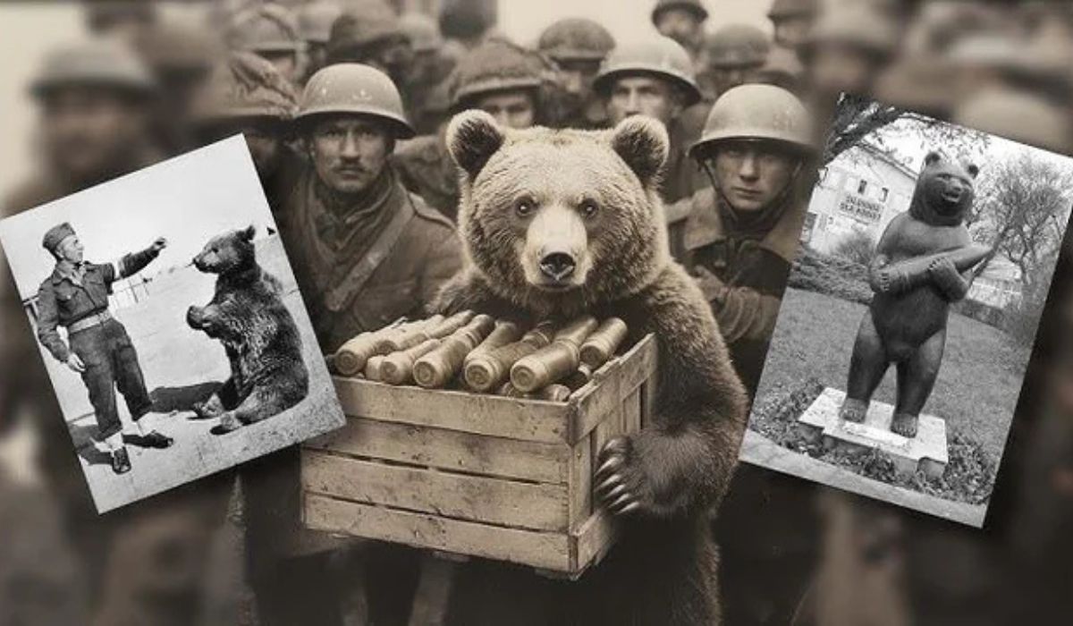 Exército polonês alista urso como soldado na Segunda Guerra, dá patente e pagamento em comida e animal vira lenda carregando munição em Monte Cassino