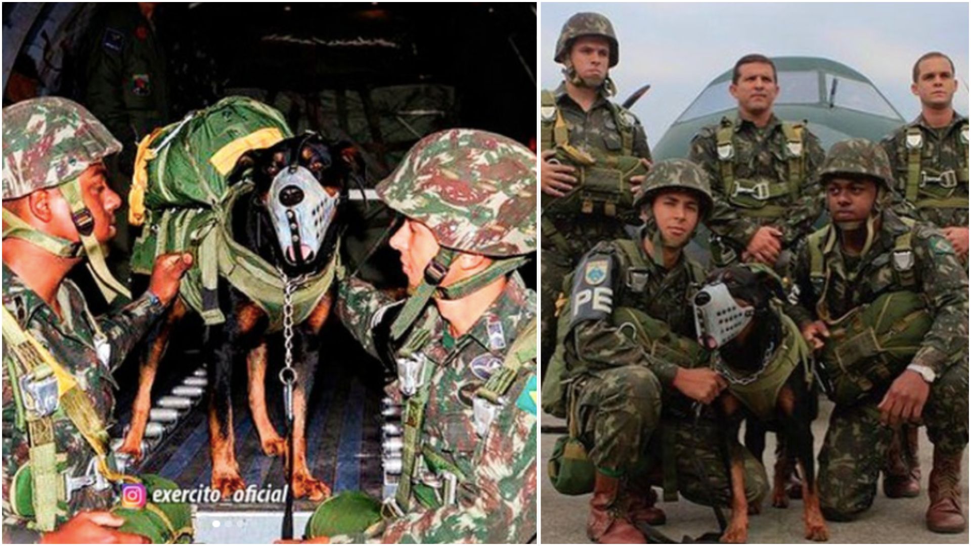 Um rottweiler do Exército saltou de paraquedas sobre Itaguaí em 19 de novembro de 2011, virou o 13º cão paraquedista da Força desde 1951 e depois fez a segurança do presidente dos EUA no Rio